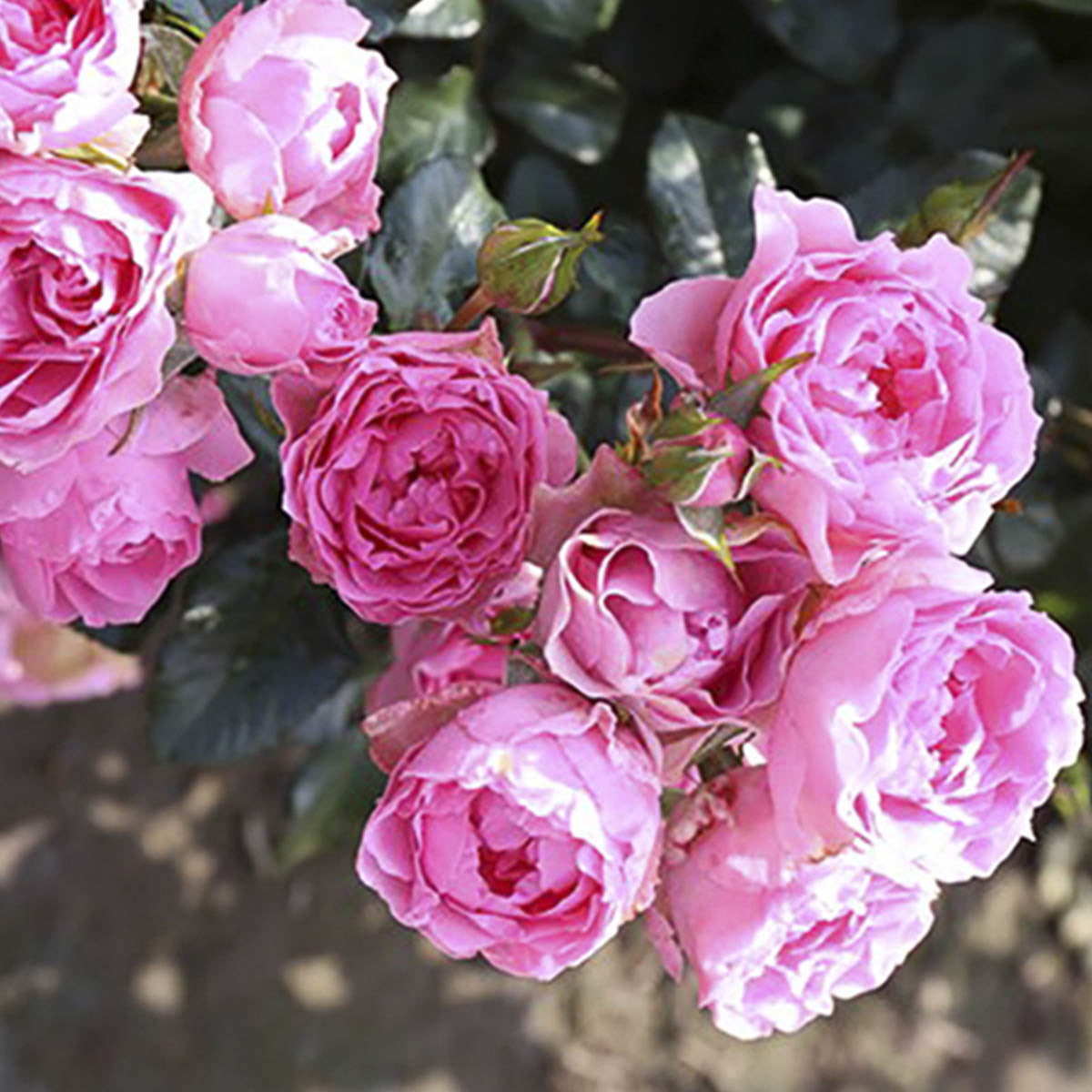 'I am Grateful' er en klaserose med rosa, fylte blomster. Den har svak duft og blomstrer fra juni til september