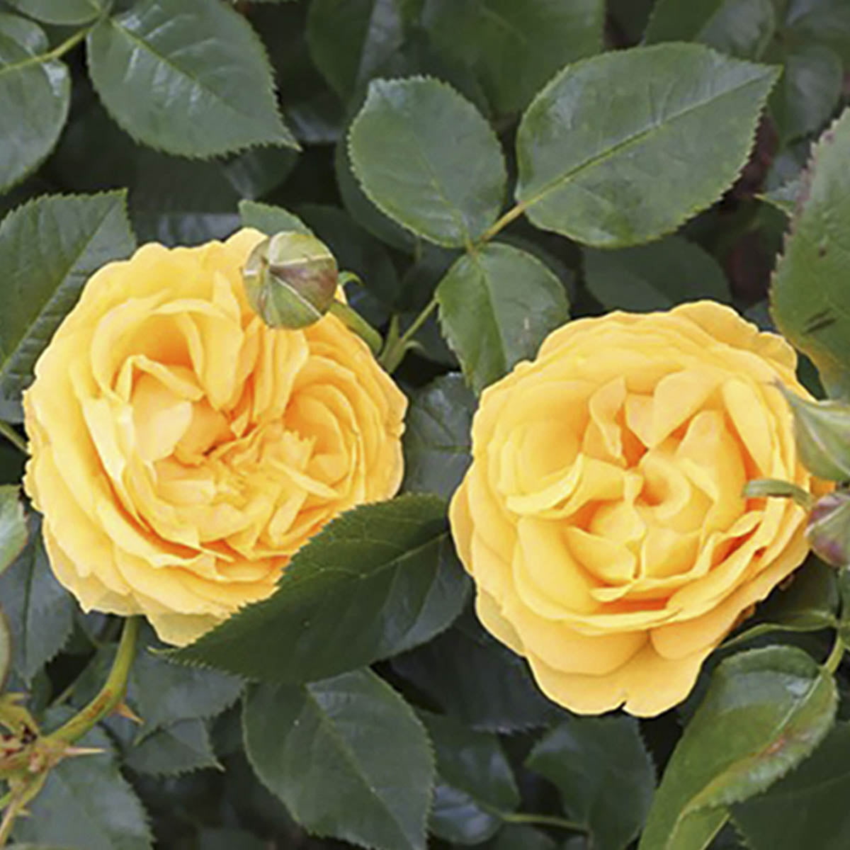 'Julia Child' er en middels stor rose med fylte blomster. Fargen er mørkt gul til gul.