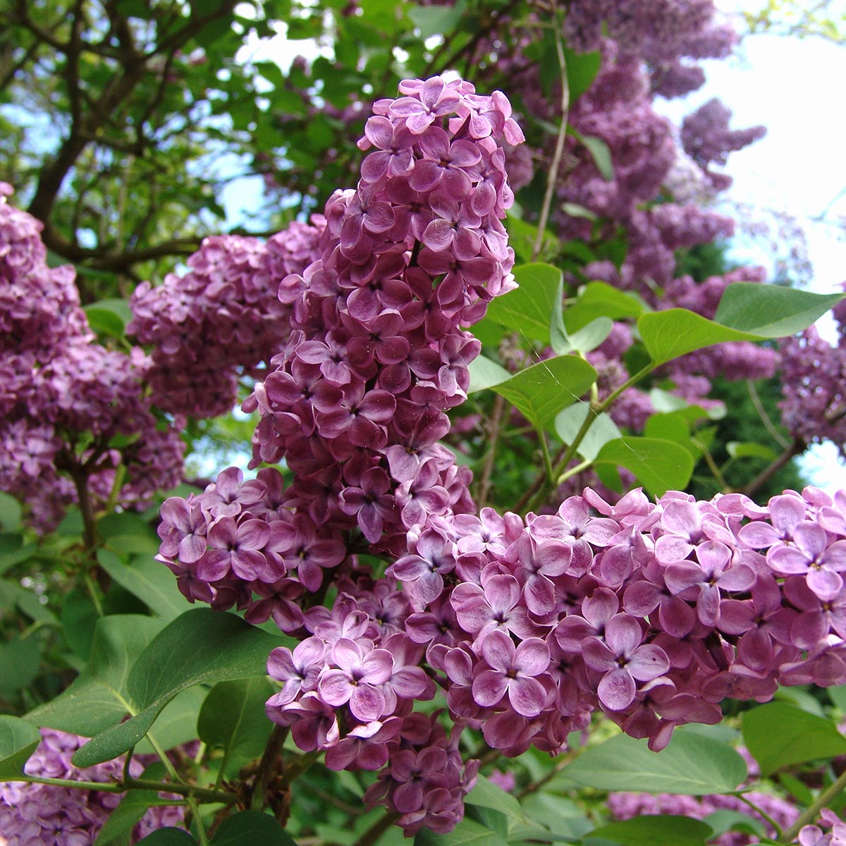 Duftsyrin 'Charles Joly' blomstrer med store, purpur-røde blomster i store topper i juni.