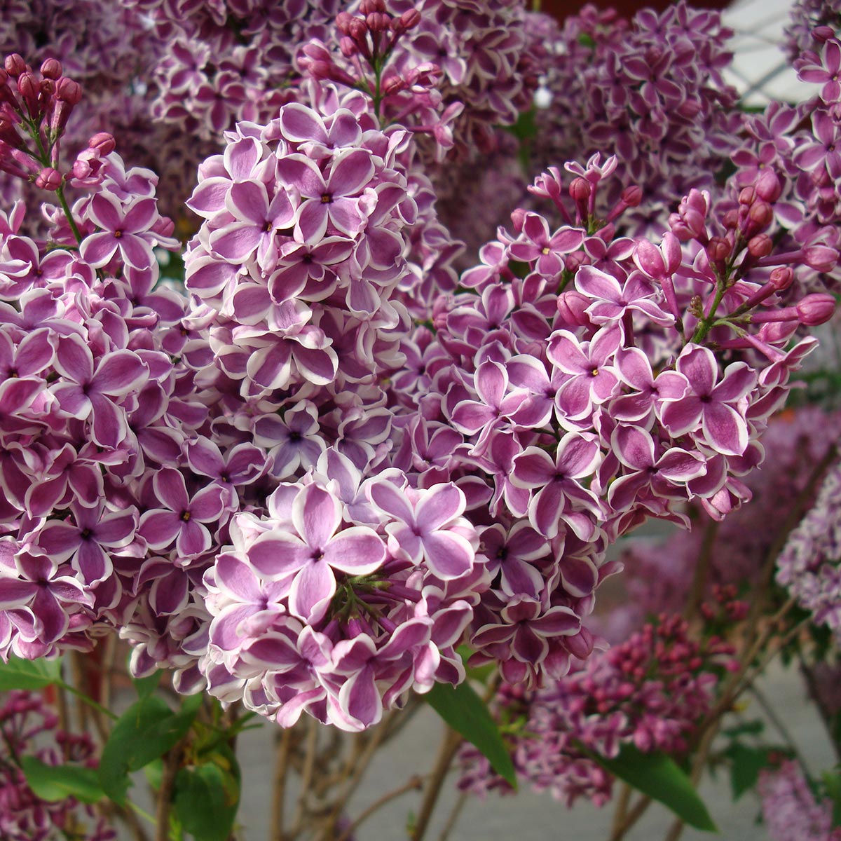 Duftsyrin 'Sensation' er en kraftigvoksede syrin med tofargede blomster i purpurrødt med hvit kant.