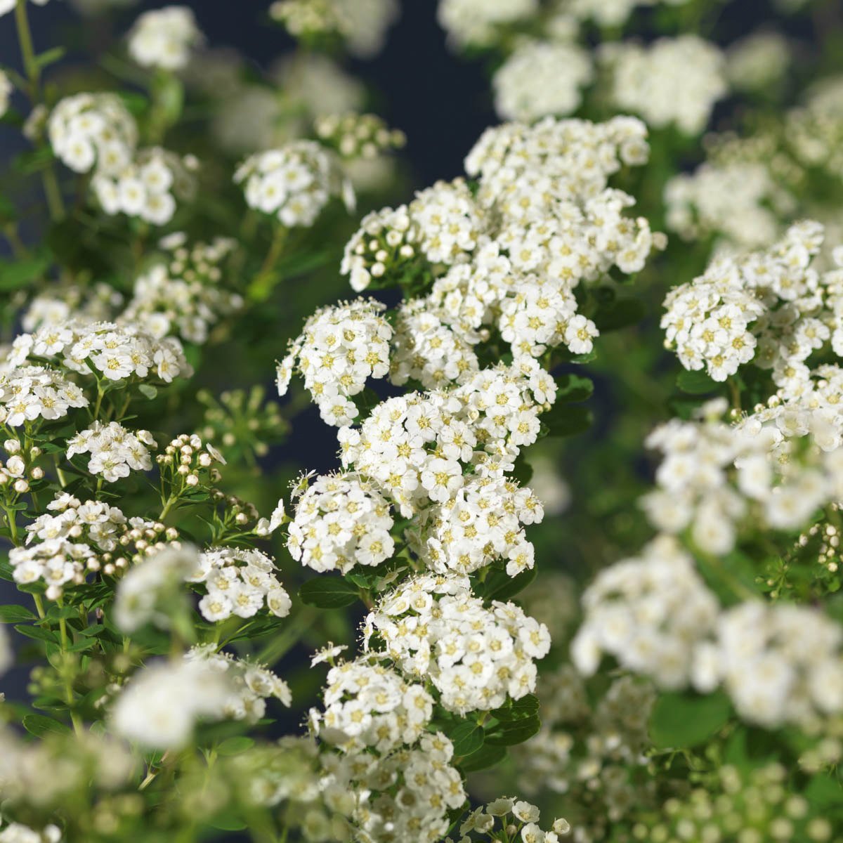 Sommerspirea 'Snowmound' er en tettvokst spireasort med mengder av hvite blomster utover svakt hengende greiner