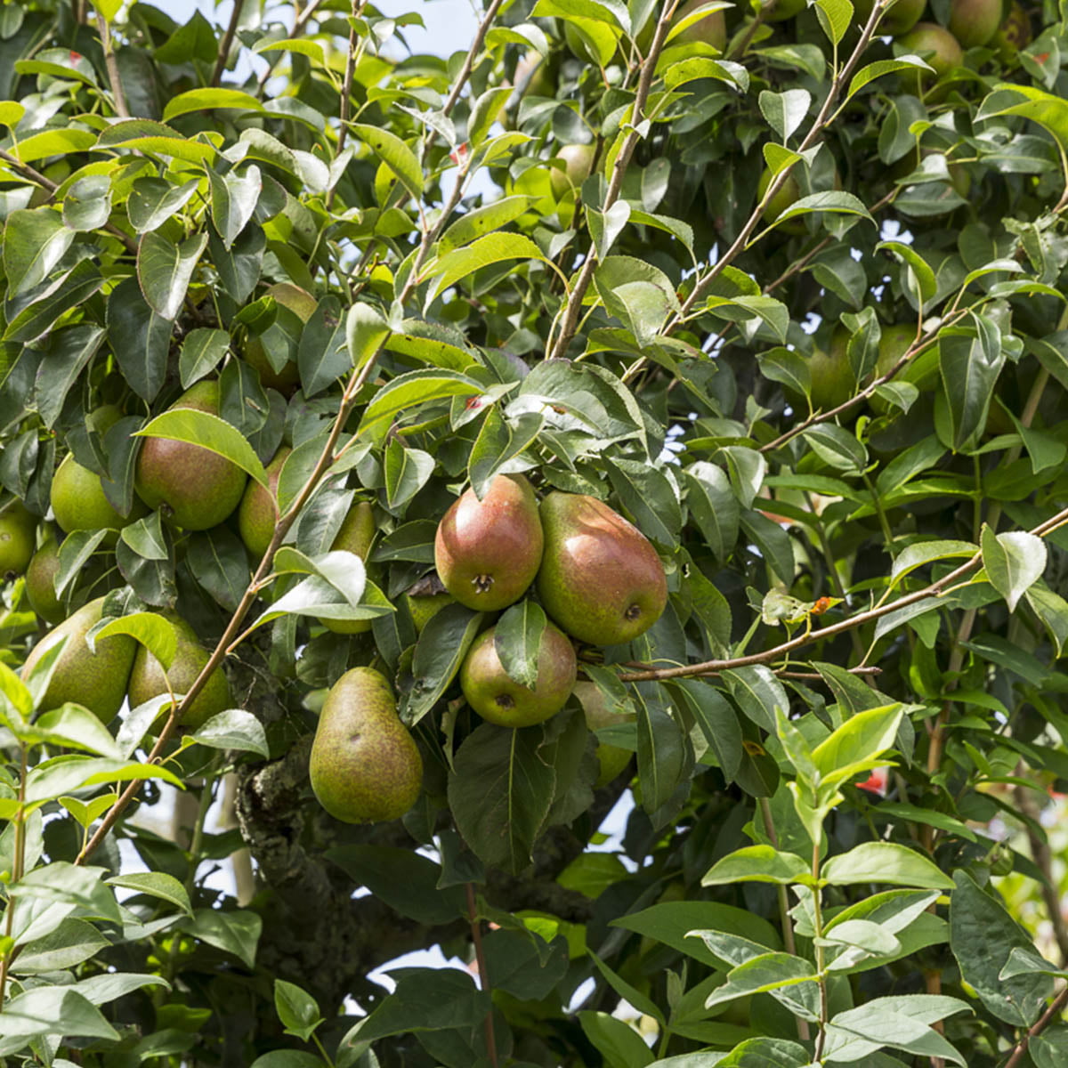 Pære, familietre har tre ulike pæresorter som bestøver hverandre. Modner til forskjellig tid avhengig av sortene.