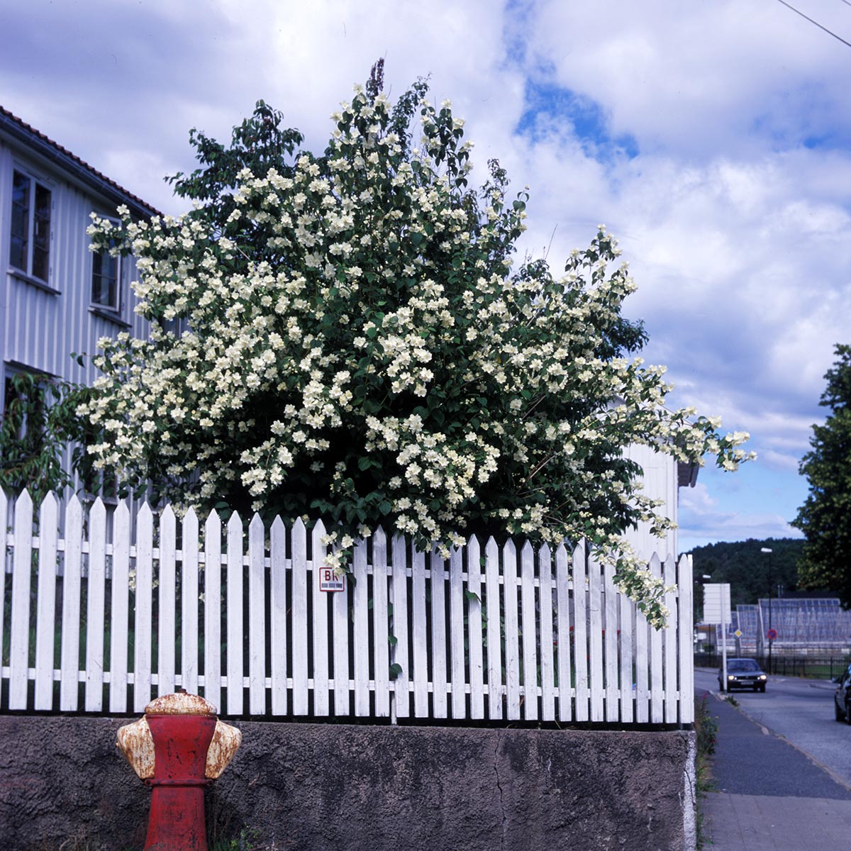 Duftskjærsmin 'Finn er en middelsstor busk med lett utbredt vokseform med overhengende greiner.
