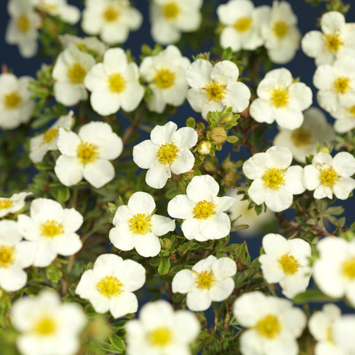 Buskmure 'McKay's White' blomstrer med store hvite blomster fra juli til oktober