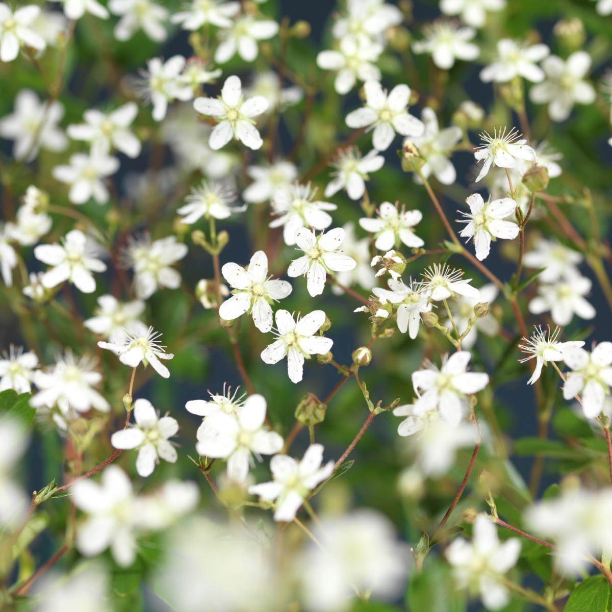 Grønnlandsmure 'Nuuk' er en delvis vintergrønn, teppedannende busk med små stjerneformede, hvite blomster