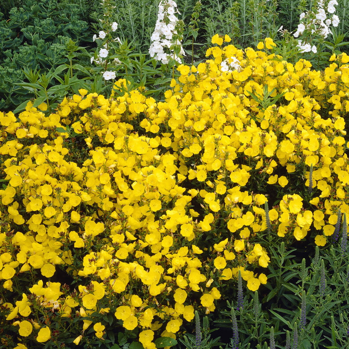 Nattlys 'Hohes Licht' 1 liter potte