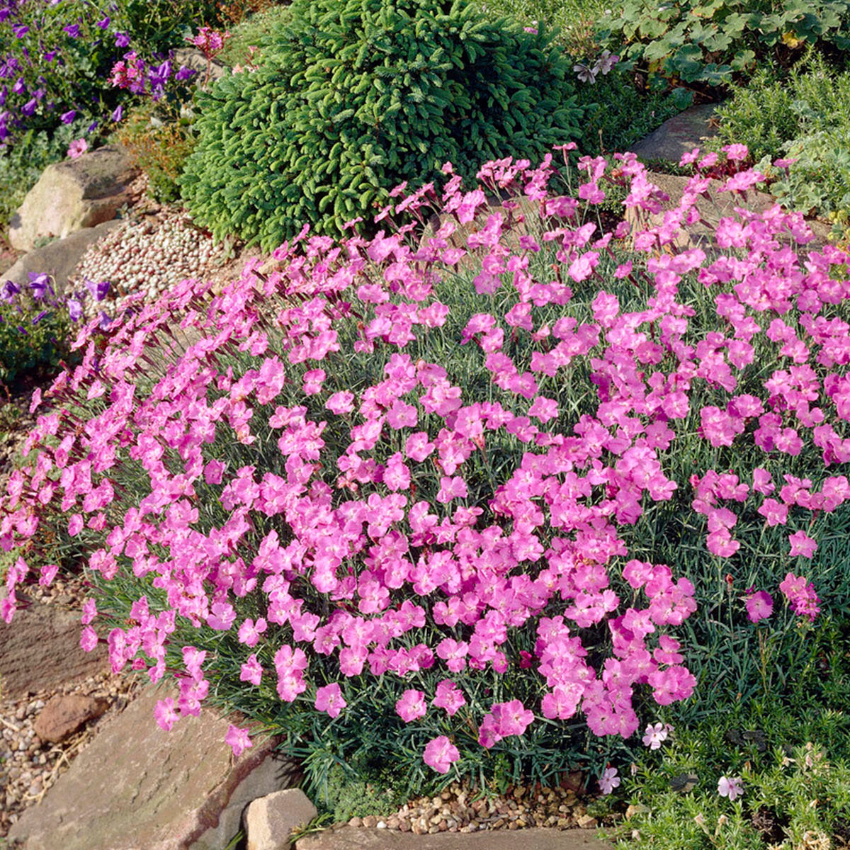 Rosa blomster i mai-juni. Trives best i sol på et veldrenert sted, gjerne fjellhage eller i plantemuren