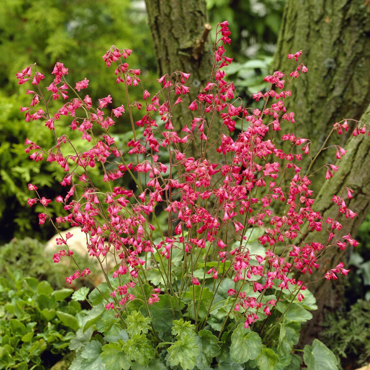 Vintergrønne bladtuer som sender et vell av spinkle stilker med effektfulle, korallrøde blomstene til værs.