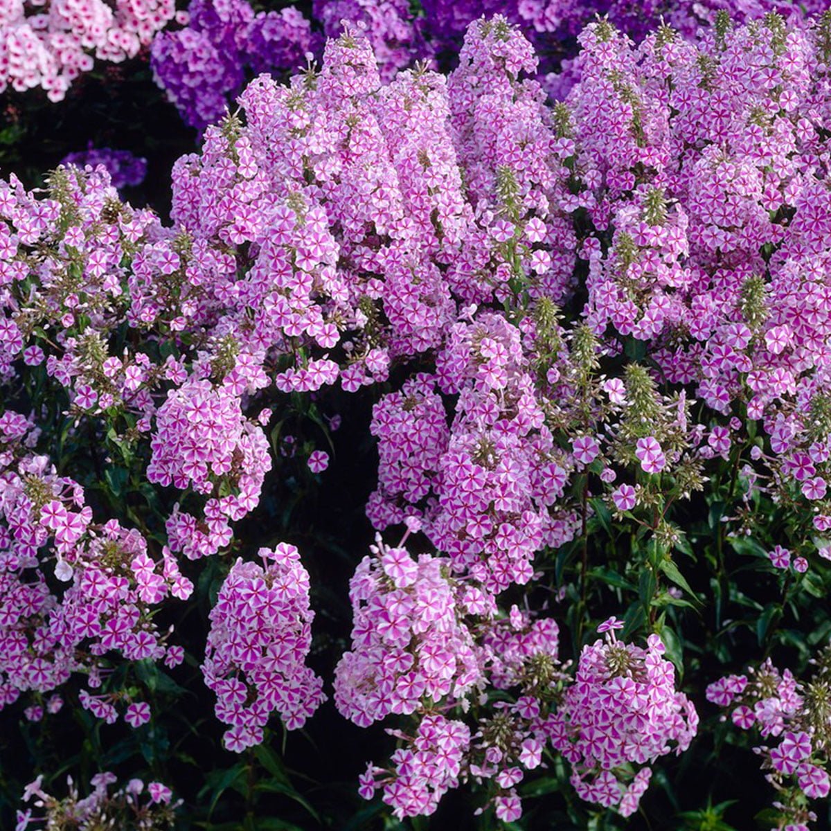 Fargerik og iøynefallene Phlox med et vakkert, mørkegrønt bladverk, som ikke får meldugg. Sol til halvskygge, næringsrik jord