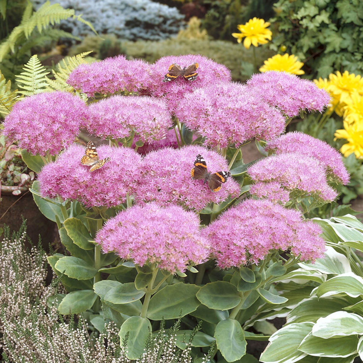 En type staude med mange bruksmuligheter. De overdådige, store blomsterskjermene er svært iøynefallene
