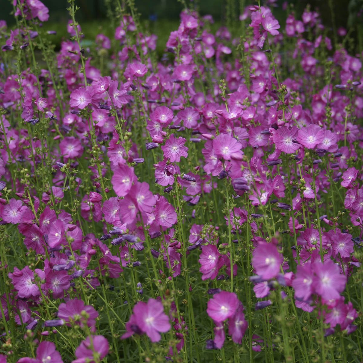 Blomstene er ikke så store - men kraftige i fargen. Nedskjæring etter blomstring sikrer en god overvintring