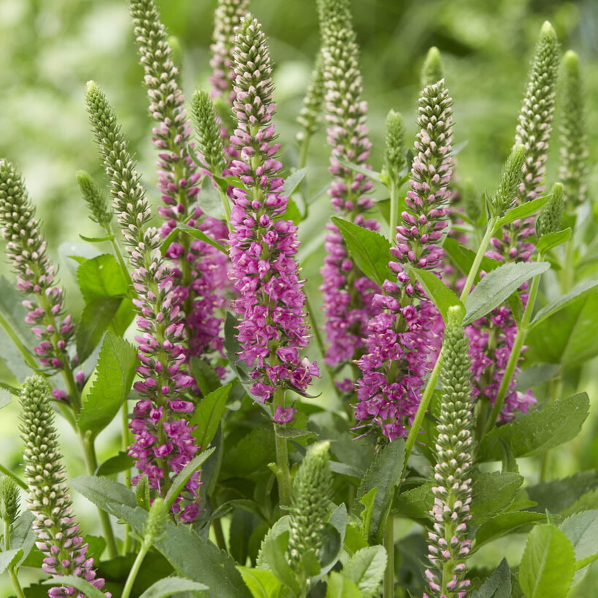 Aksveronika blomstrer med rosa blomster i lange aks fra juni til august. Den trives best på et veldrenert sted i full sol