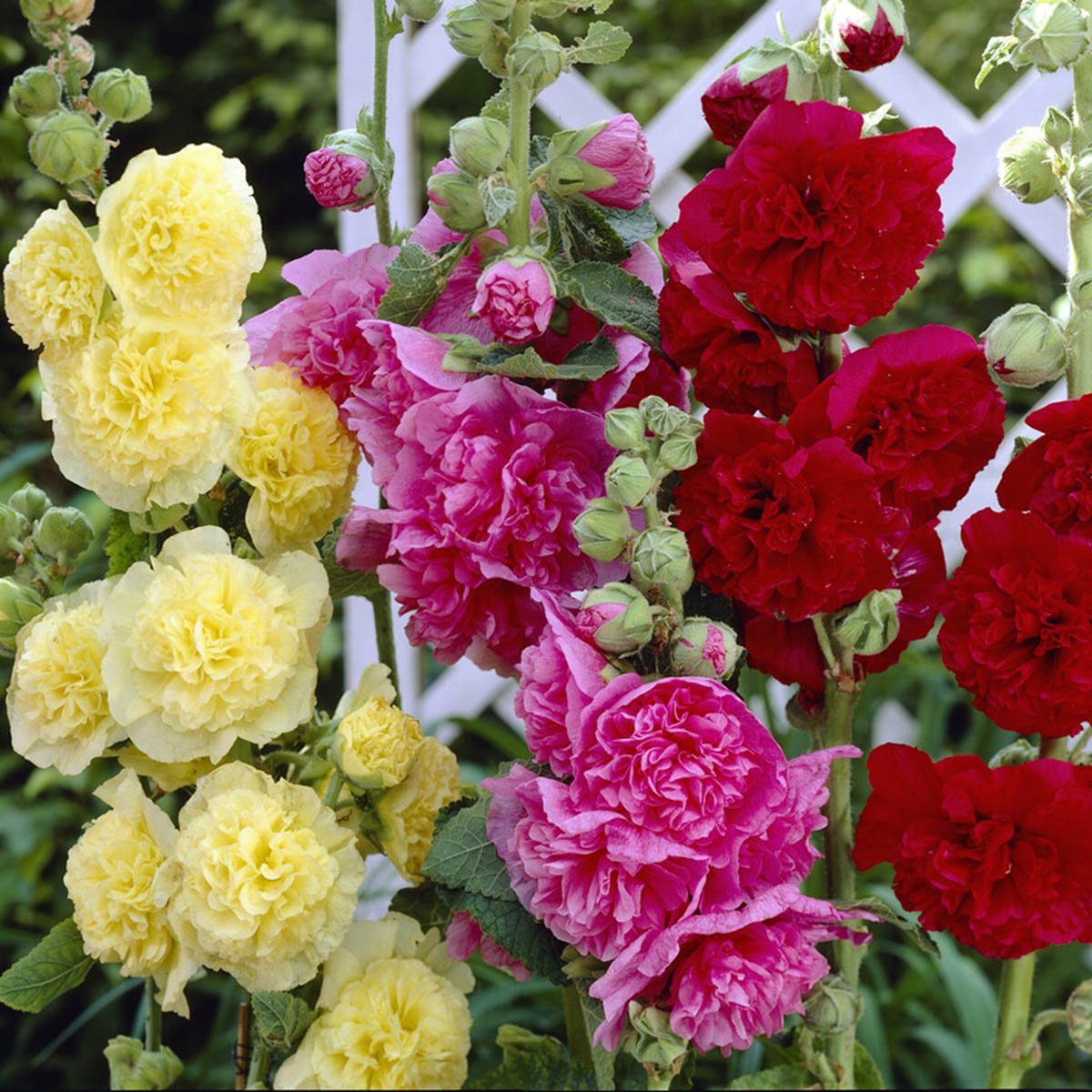 Blomsterflor med rosa blomster foran gårdshuset - slik kjenner vi Stokkrosen med de iøynefallende fargene i sommermånederne.