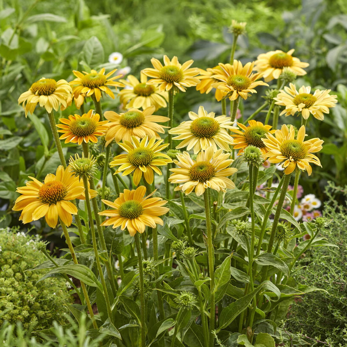 Kraftig plante 60-100 cm med ulike blomsterfarger i juli/august. Trives godt i rabatter i sol- halvskygge