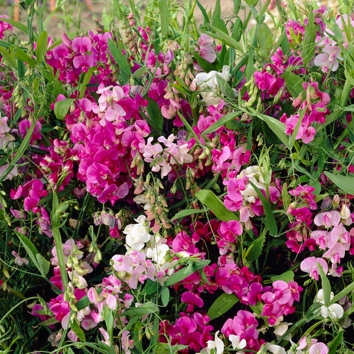 Blomsterklasene er veldig holdbare og er søte i småbuketter på spisebordet