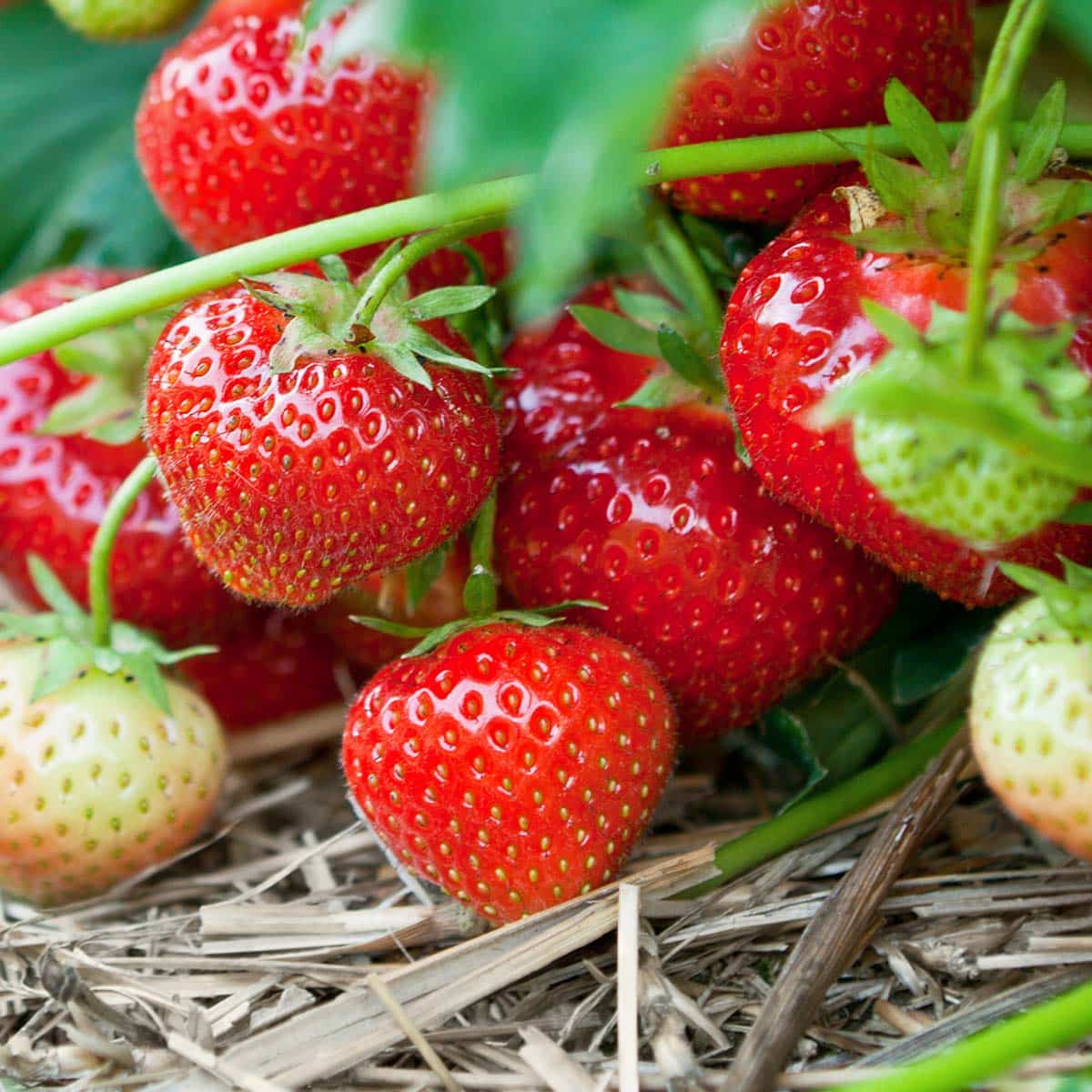 Noen sorter er best som spisebær, mens andre har større syrlighet som gjør dem velegnet til sylting.