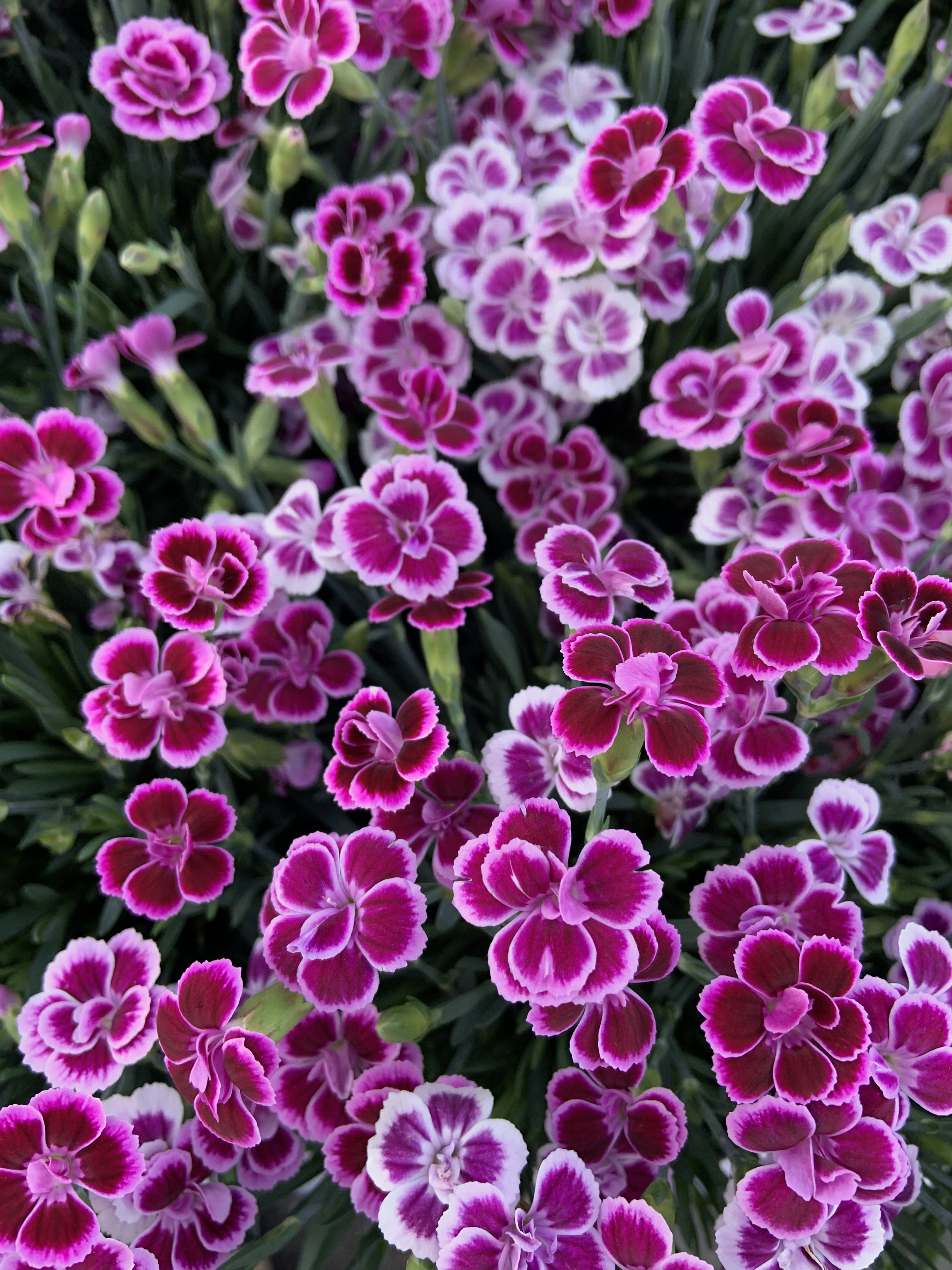 Nellik 'Pink Kisses' i blomst