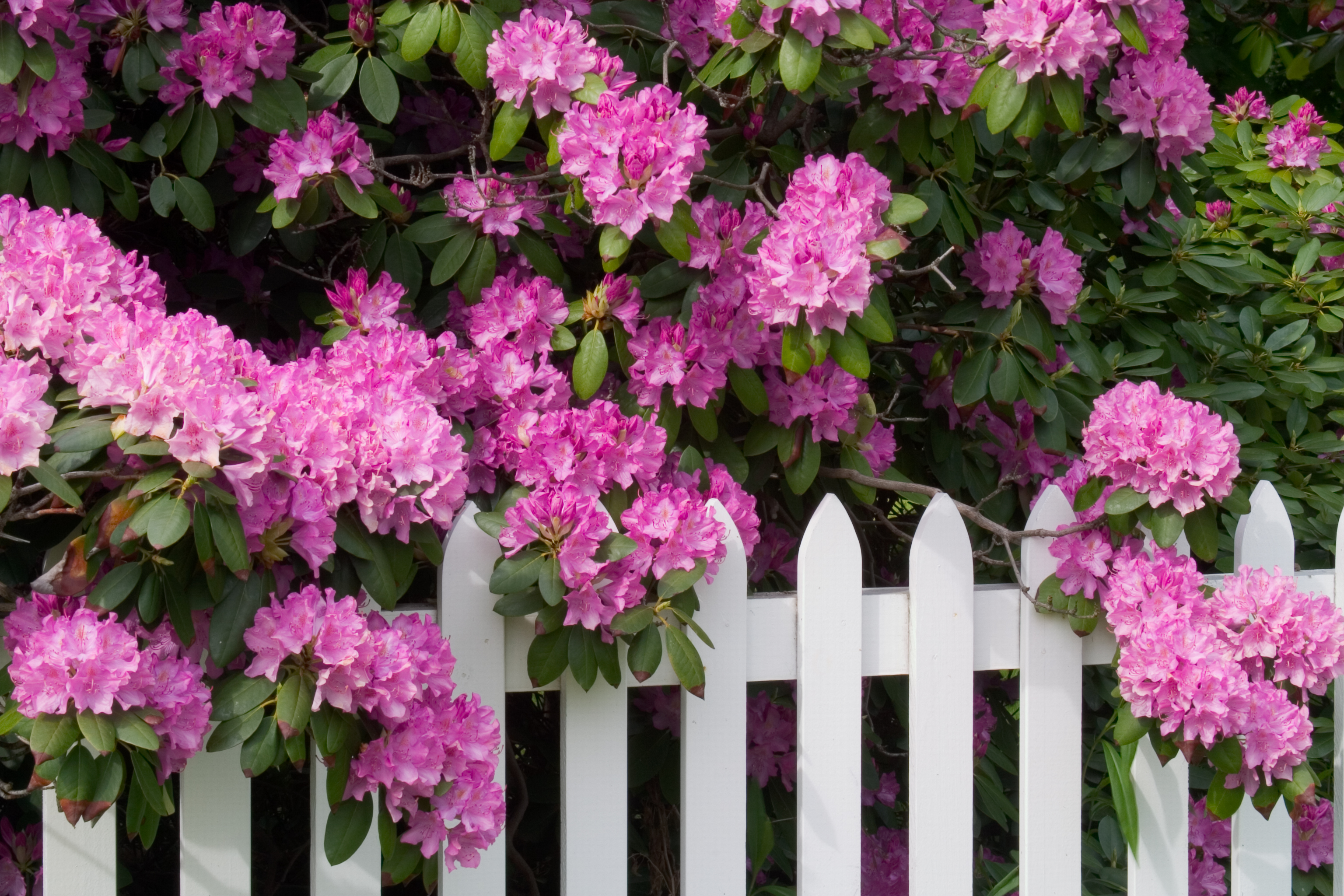 rhododendron som hekk