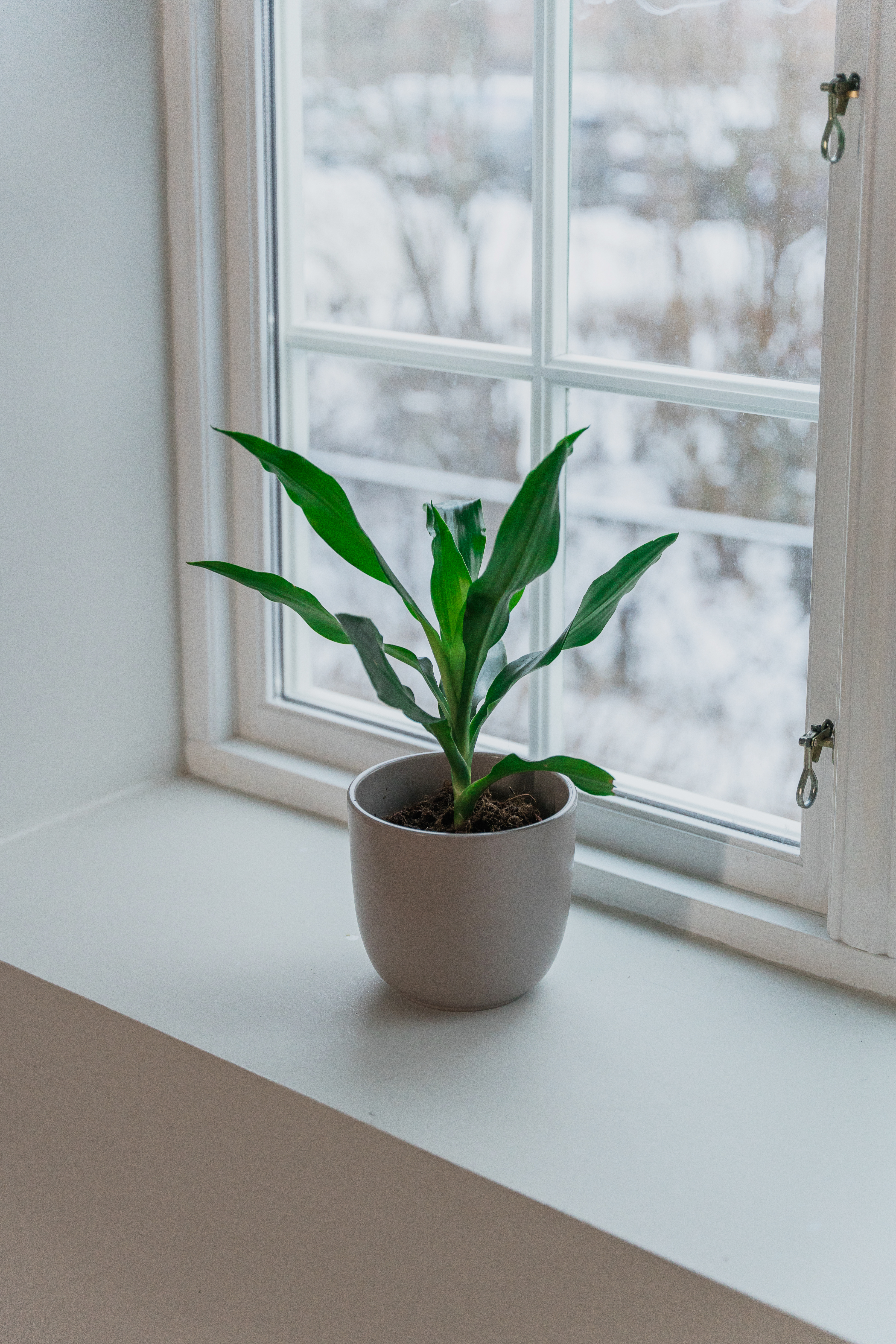 Dracaena fragarans 