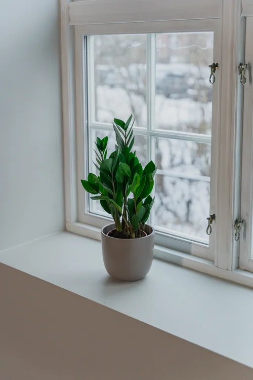 Potteplanter: Din Komplett Guide til Grønne Oaser Innendørs () Potteplanter: Din Komplett Guide til Grønne Oaser Innendørs