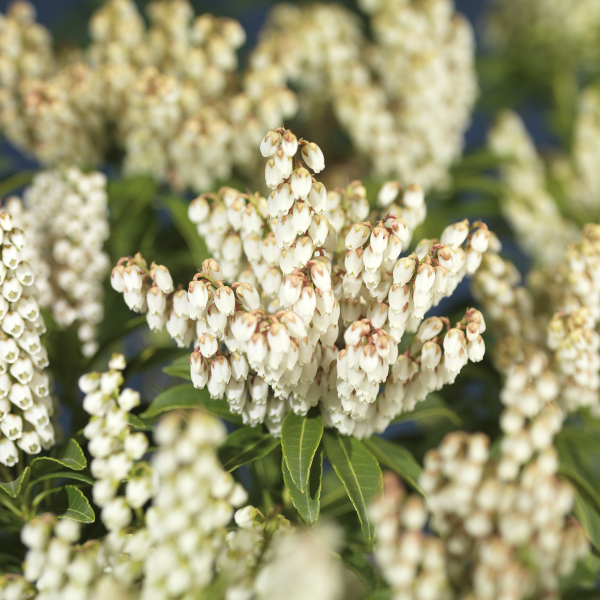 Japanpieris 'Cupido'