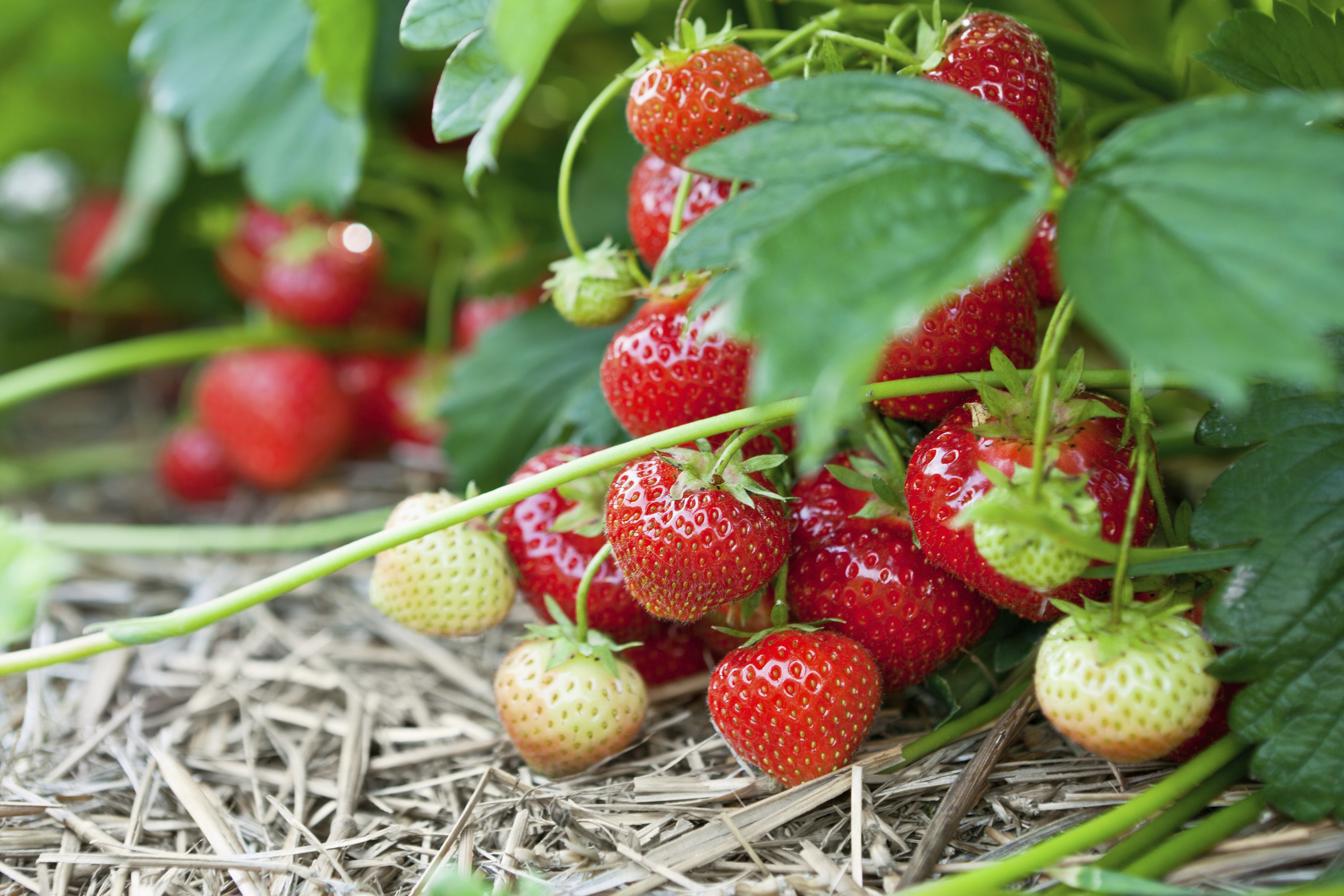 Tips til dyrking av jordbær