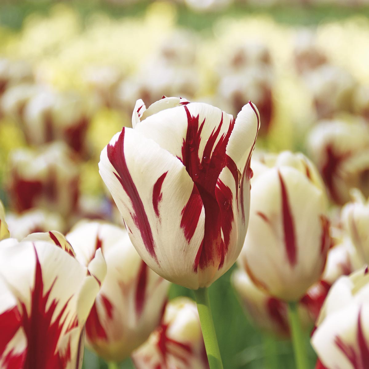 Tulipan 'Grand Perfection' 8 stk