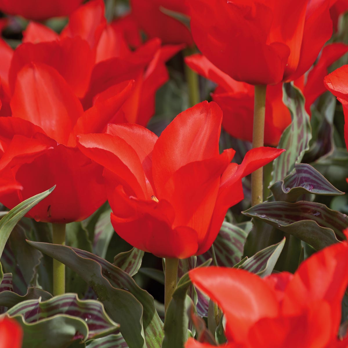 Tulipan 'Red Riding Hood' 8 stk