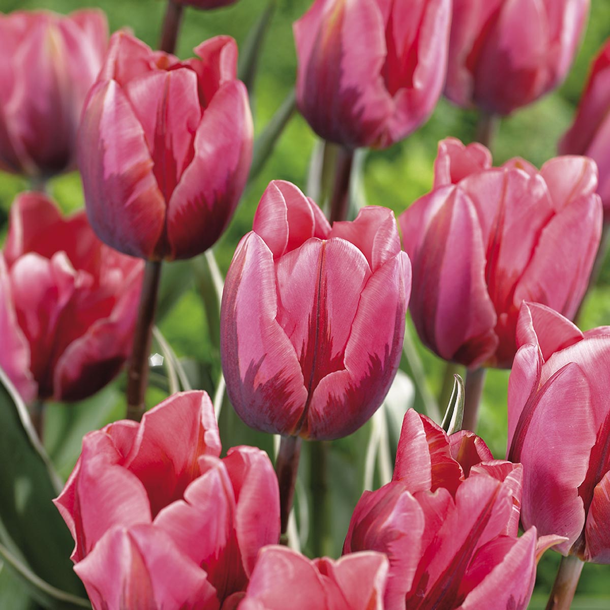 Tulipan 'Pretty Princess' 8 stk