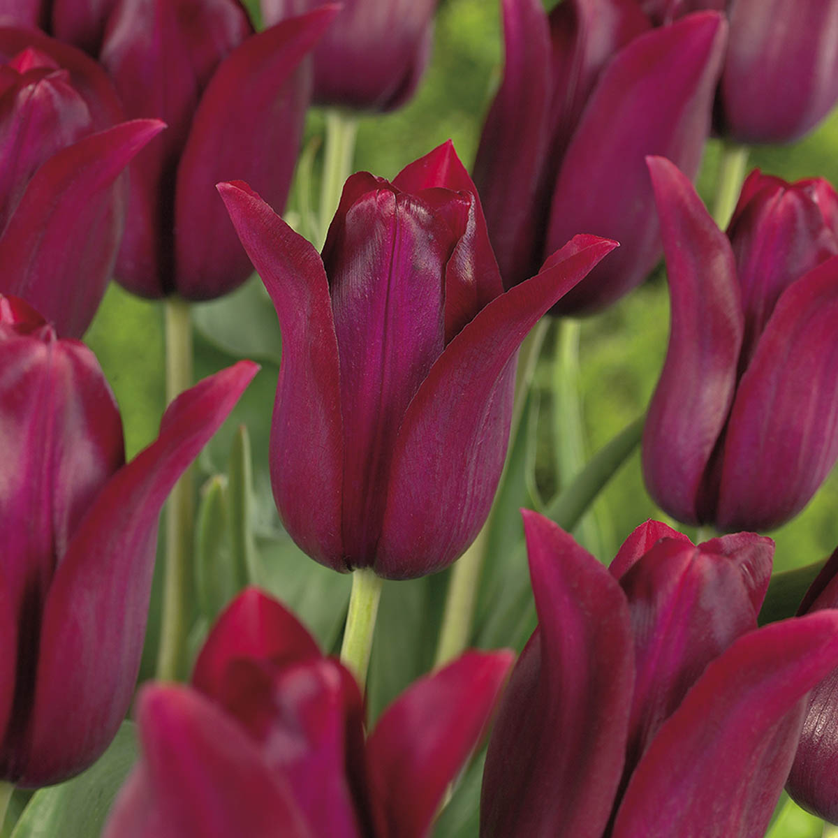 Tulipan 'Merlot' 8 stk