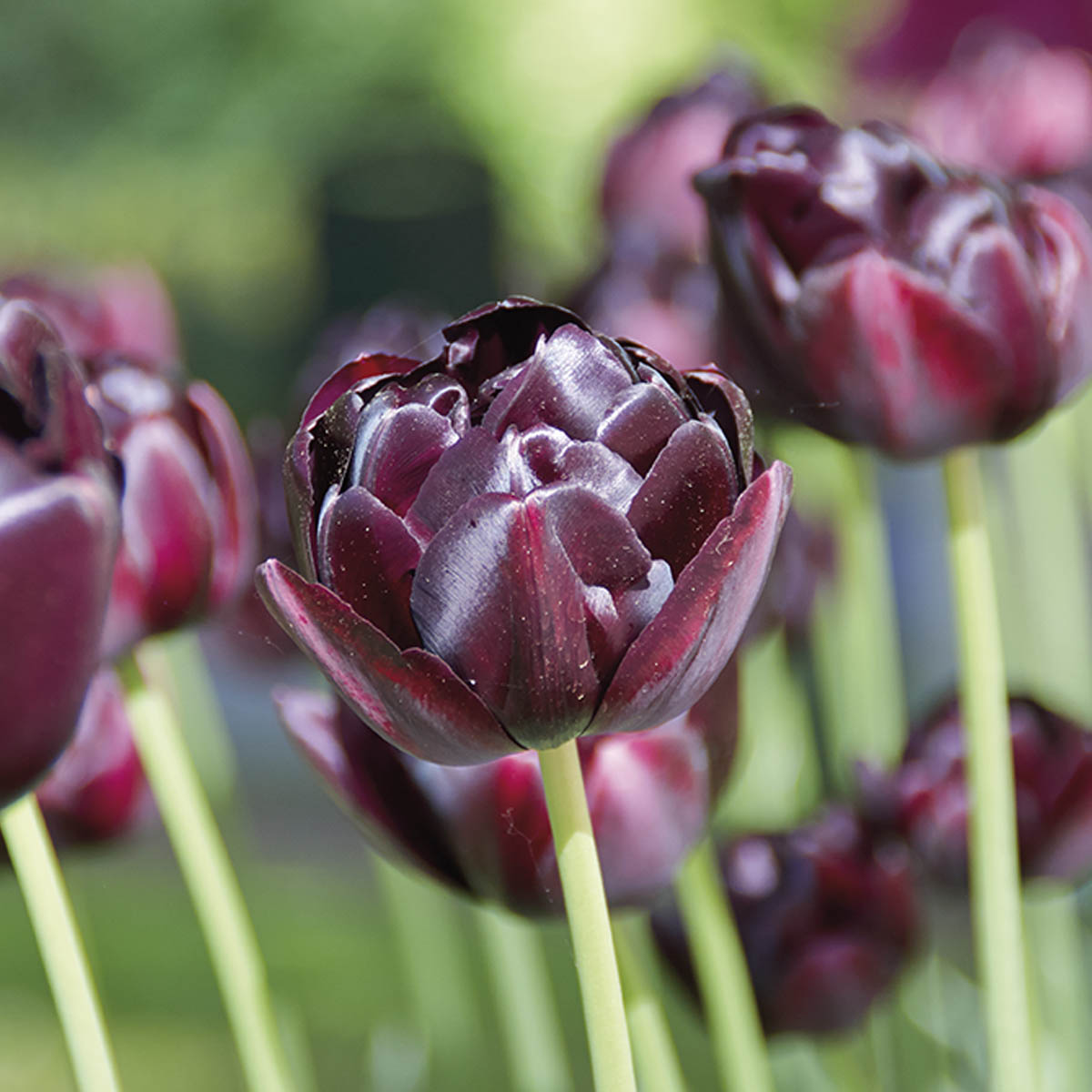 Tulipan 'Black Hero' 8 stk