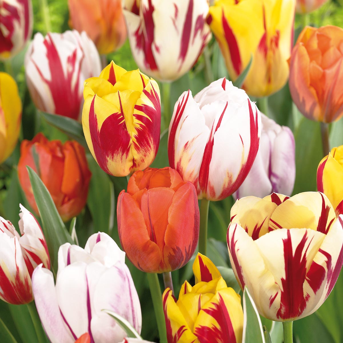 Tulipan 'Rembrandt mix' 20 stk