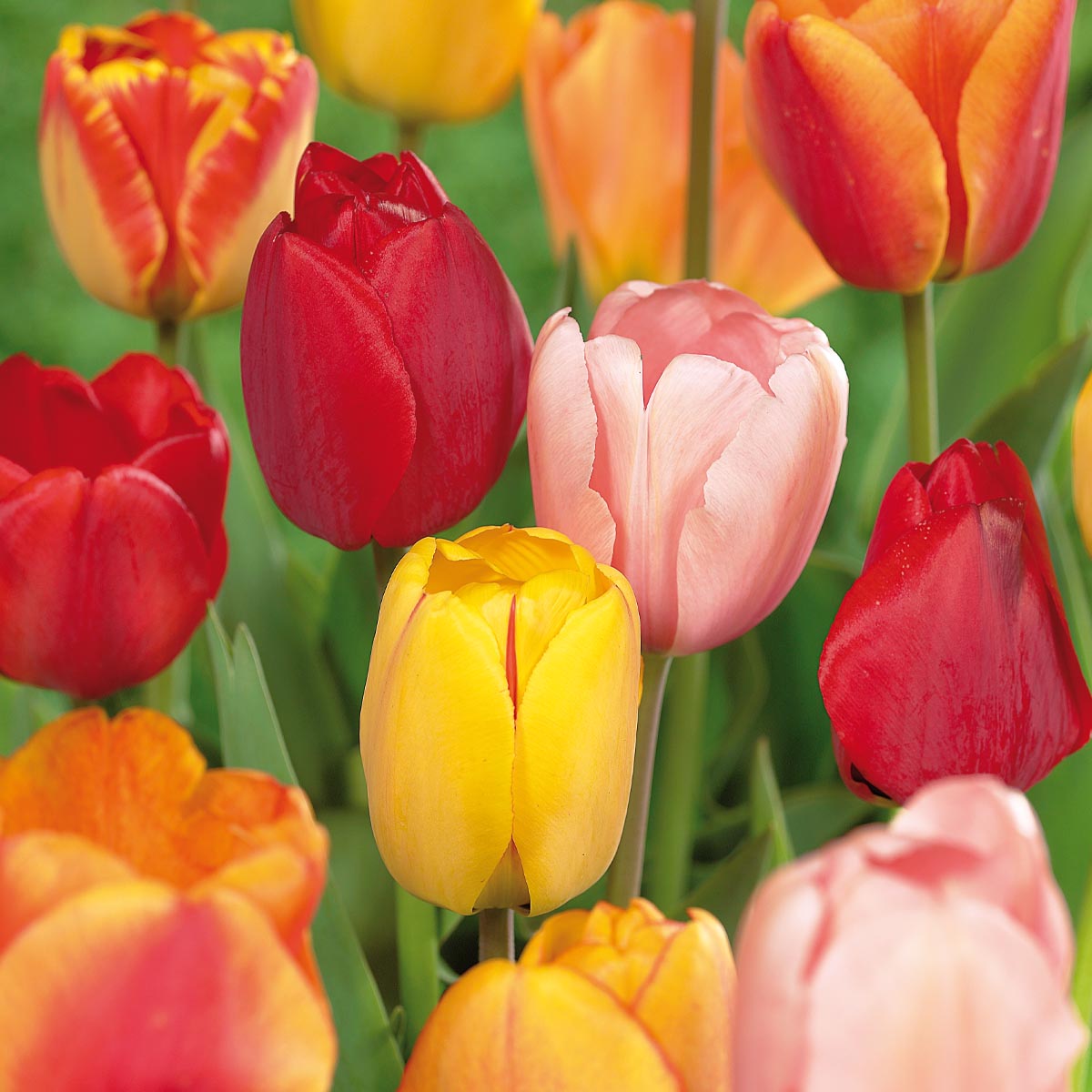 Tulipan 'Darwin mix' 20 stk