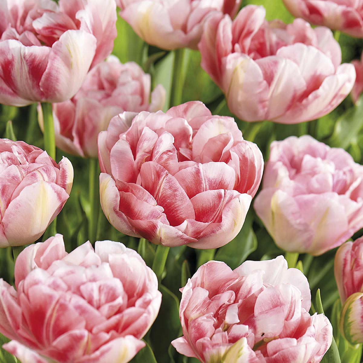 Tulipan 'Finola' 20 stk