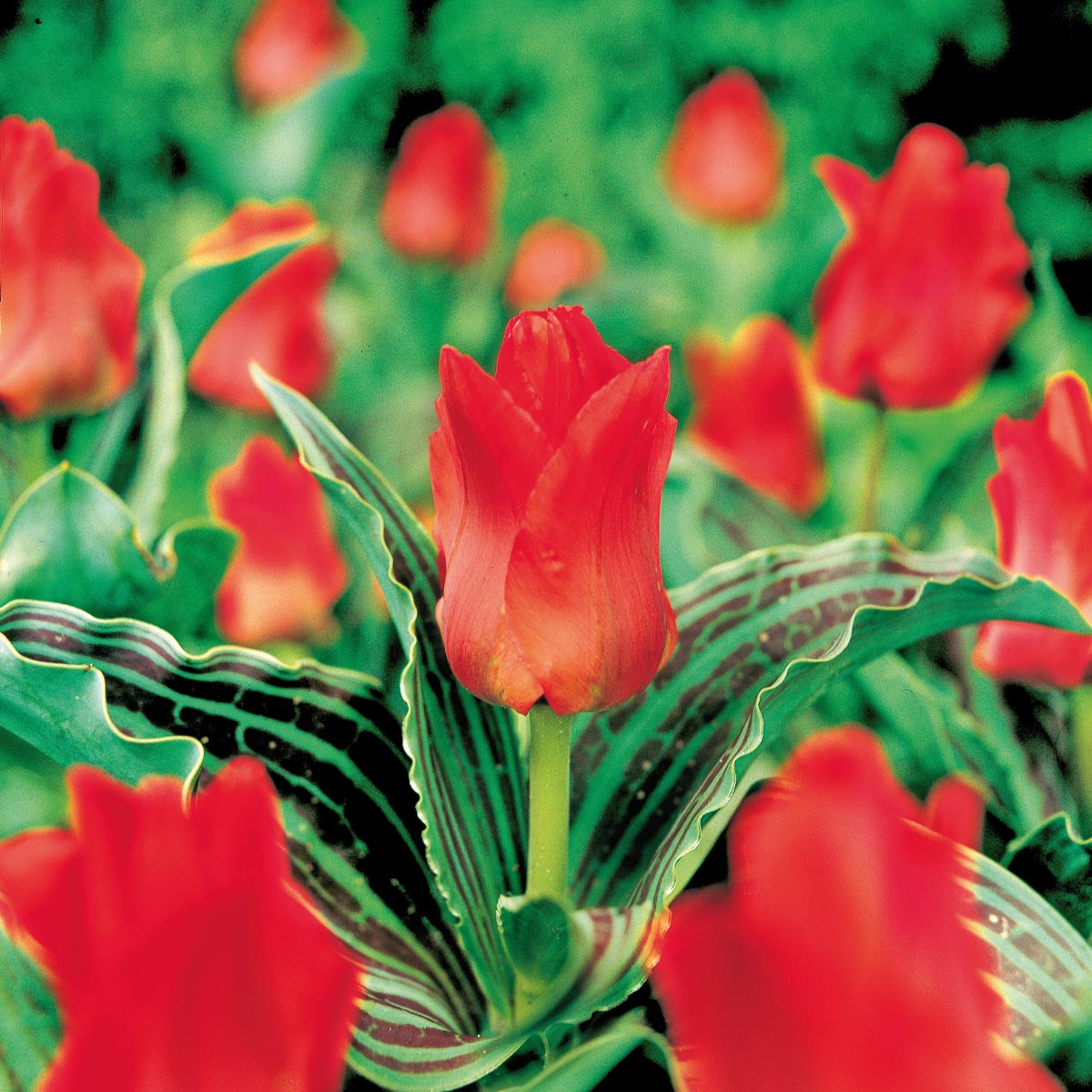 Tulipan 'Red Riding Hood' 20 stk