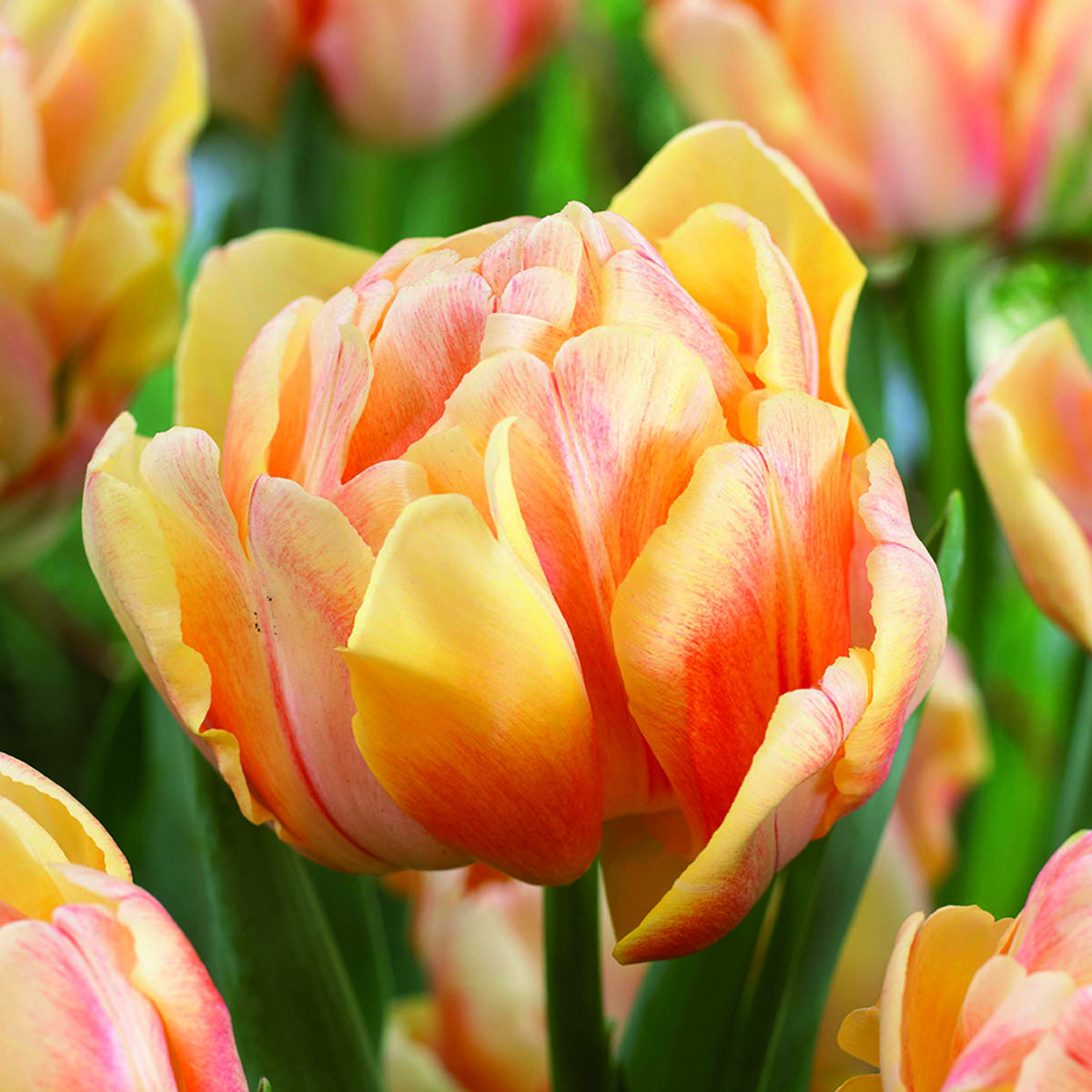 Tulipan 'Foxy Foxtrot' 8 stk