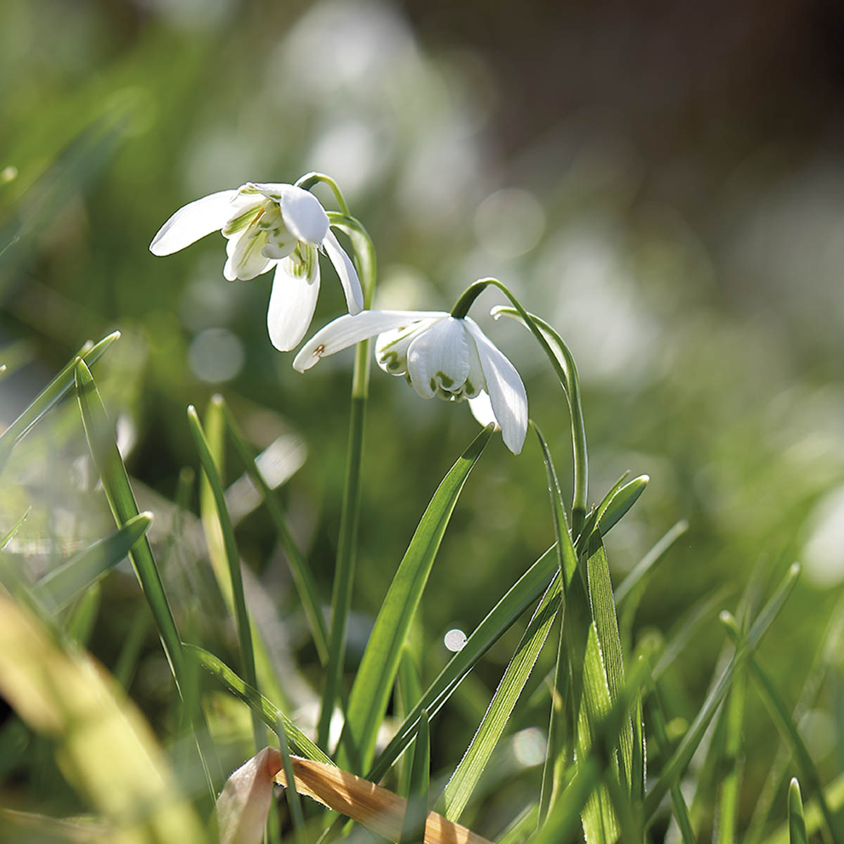 Snøklokke 'Flore Pleno' 8 stk