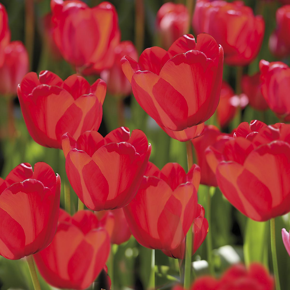 Tulipan 'Red Impression' 8 stk