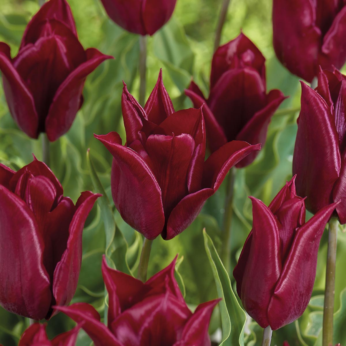 Tulipan 'Lasting Love' 8 stk