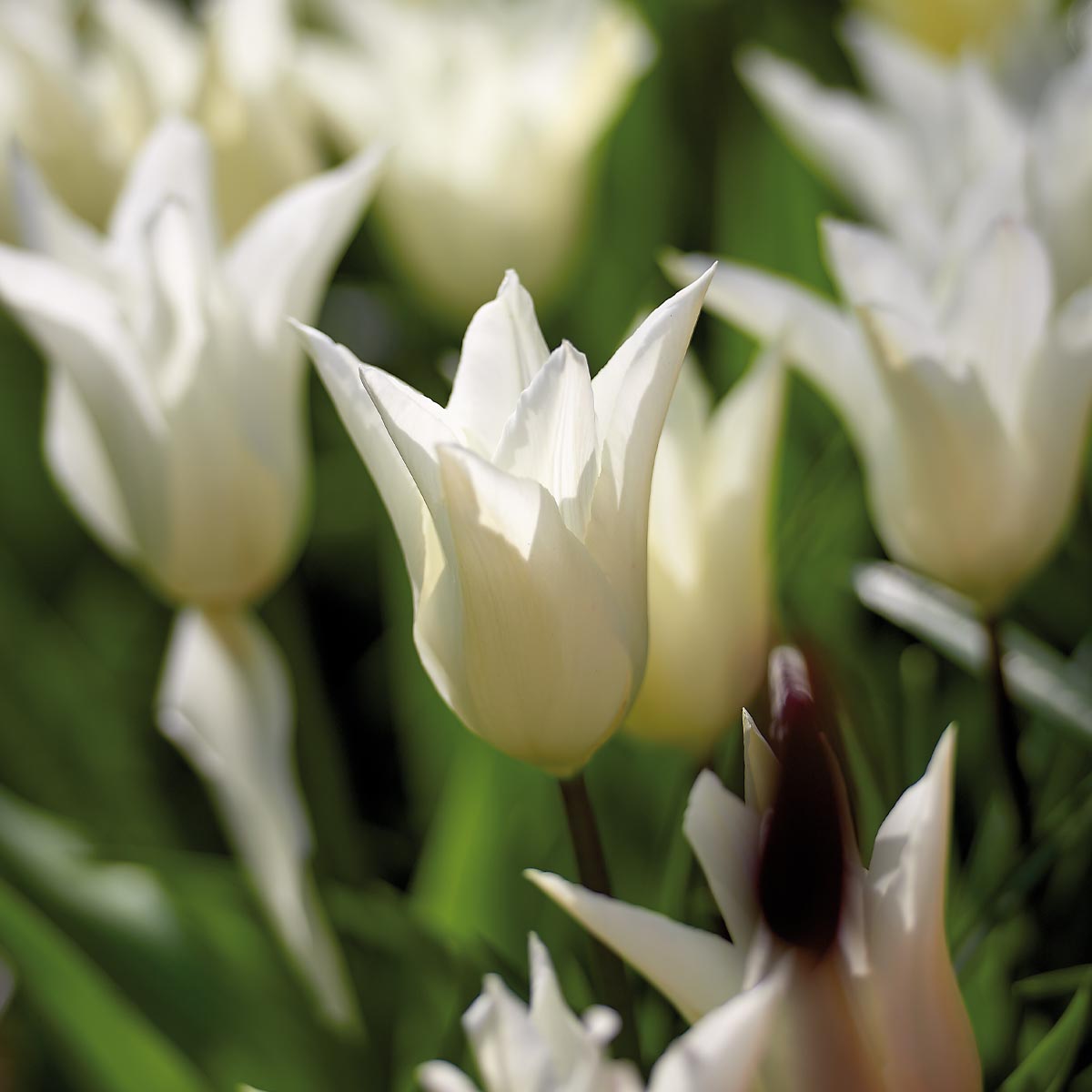 Tulipan 'White Triumphator' 8 stk