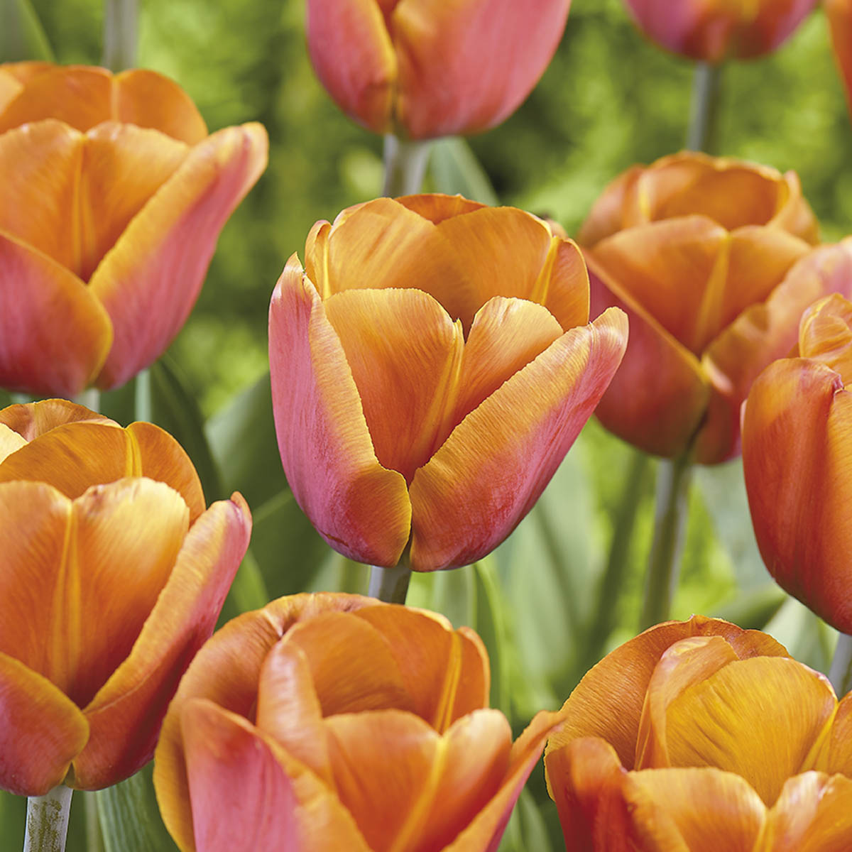 Tulipan 'Stunning Apricot' 8 stk