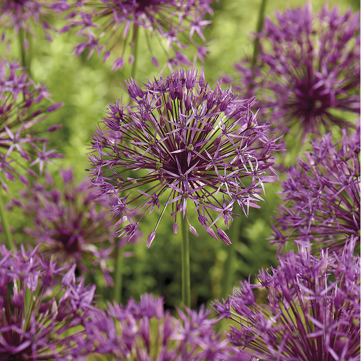 Kjempeløk 'Purple Rain' 8 stk