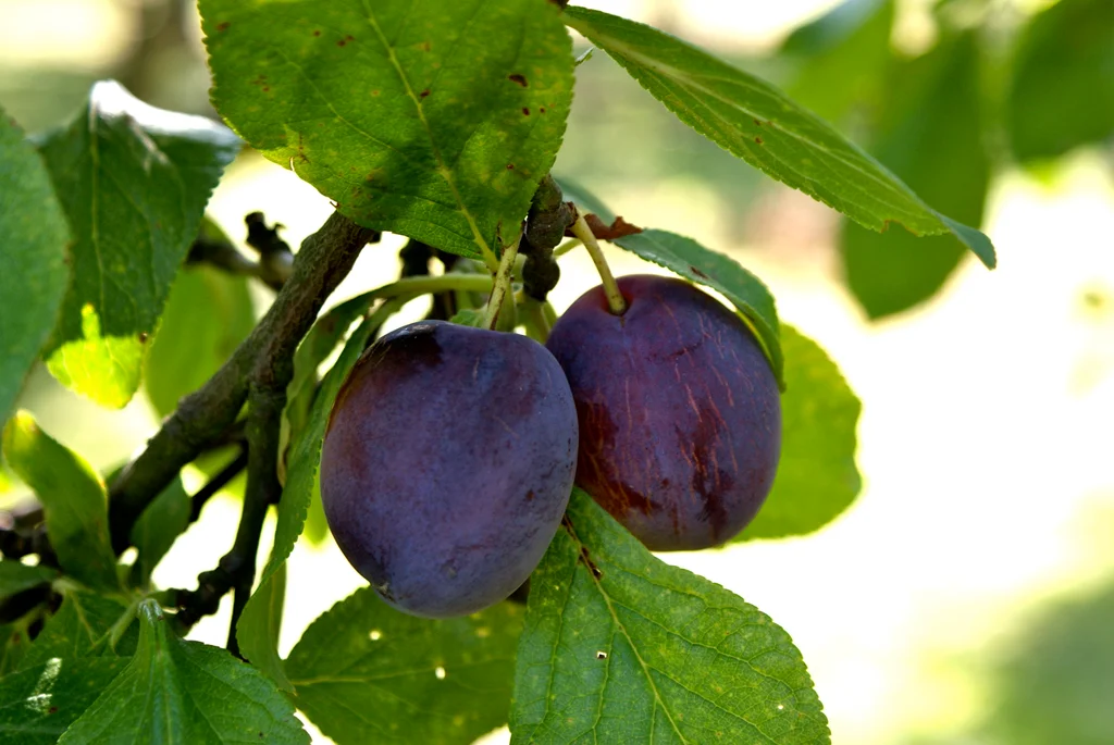 Beskjaere Paeretre
