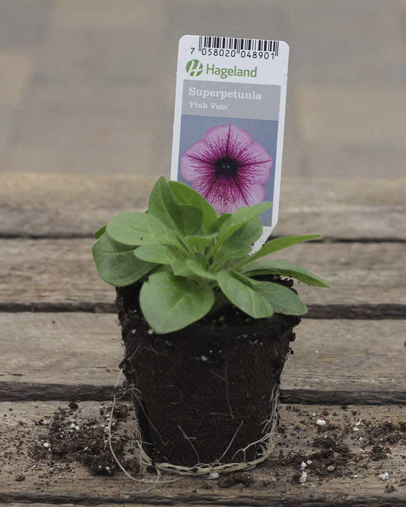 Petunia finnes i mange farger. Den vokser utbredt og blir ca 30 cm høy. Trives best på en lun plass i sol/halvskygge.