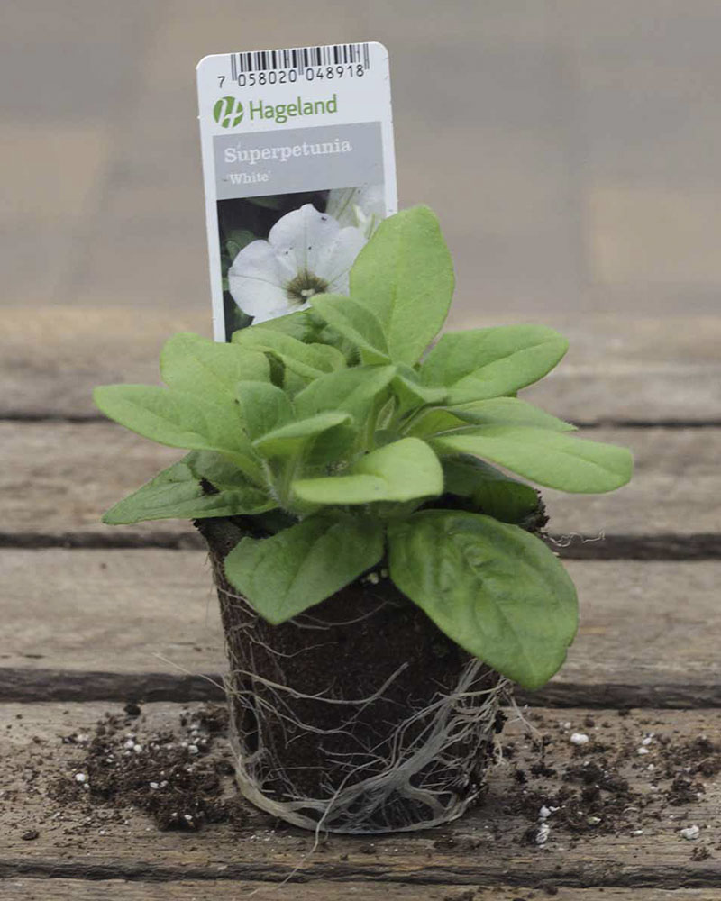 Petunia finnes i mange farger. Den vokser utbredt og blir ca 30 cm høy. Trives best på en lun plass i sol/halvskygge.