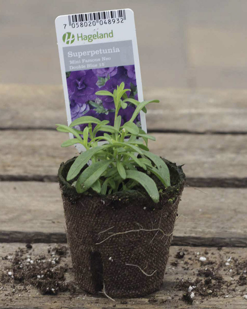 Petunia finnes i mange farger. Den vokser utbredt og blir ca 30 cm høy. Trives best på en lun plass i sol/halvskygge.