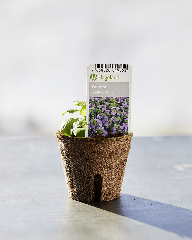 Stikling av bacopa og sorten Gulliver Blue.