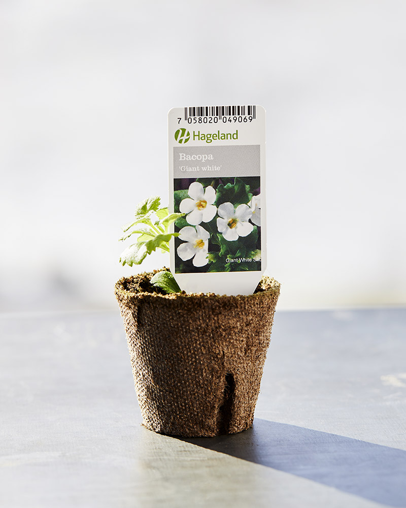 Stikling av bacopa og sorten Giant White.