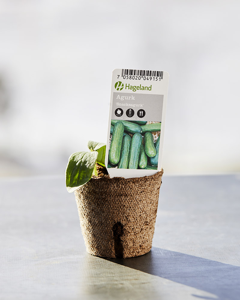 Stikling av snackagurk.