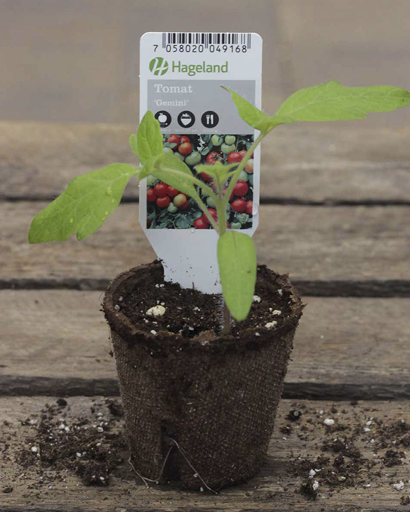 Stikling av tomatsorten Gemini.